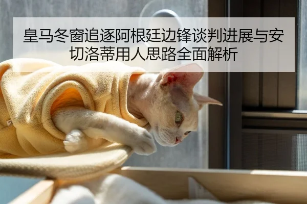 皇马冬窗追逐阿根廷边锋谈判进展与安切洛蒂用人思路全面解析